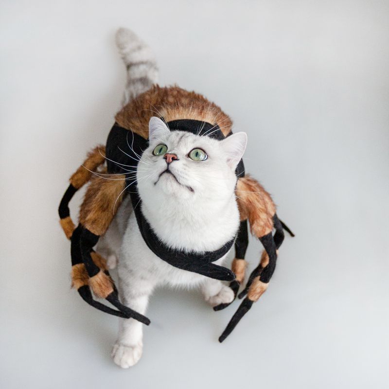 Halloween Fuzzy Brown Spider Pet Costume